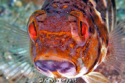 Bank Seabass, I believe. by Kevin Bryant 